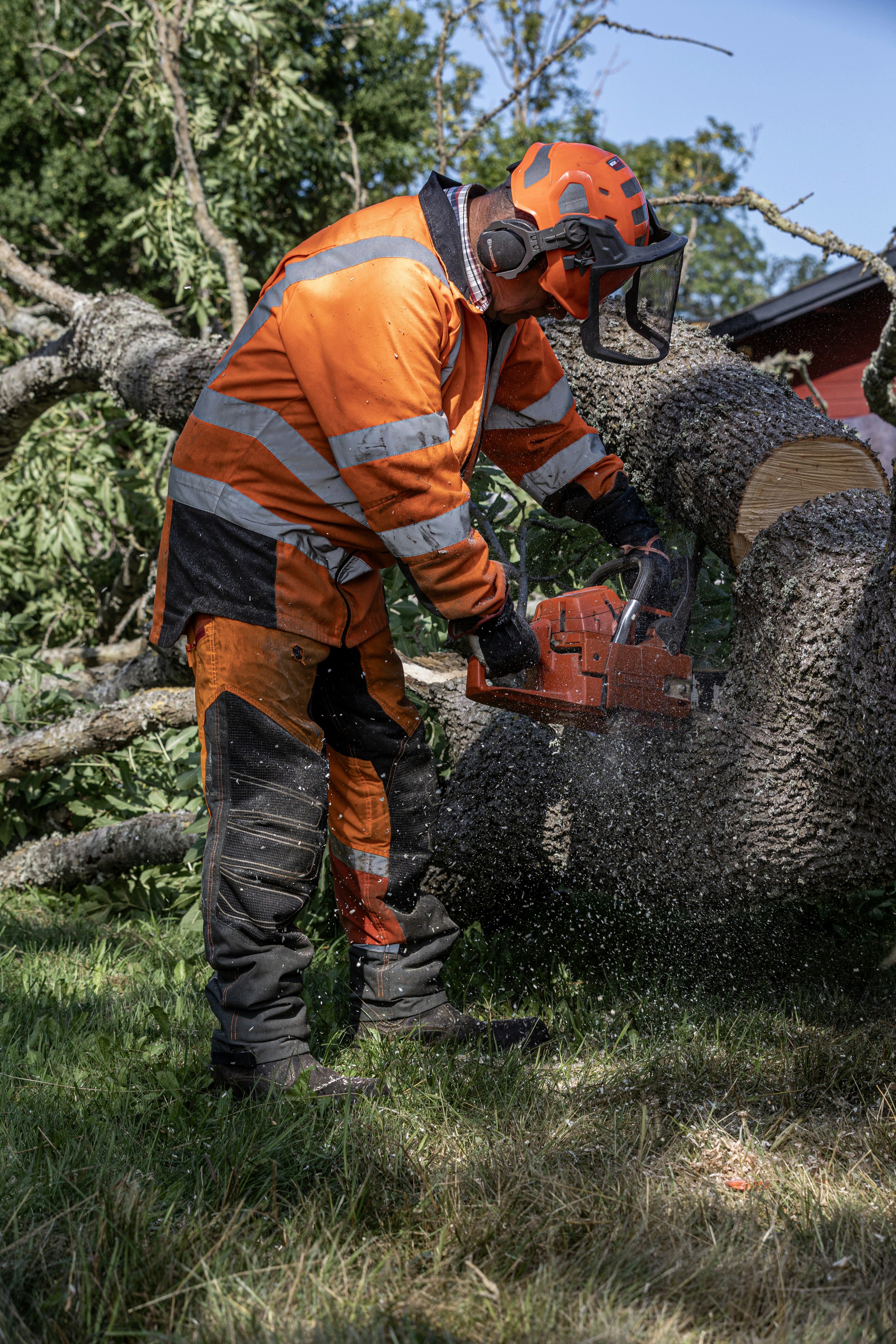 improving-property-safety-by-managing-overgrown-trees-in-harmony-pa